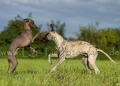 13 Windhund-Trio